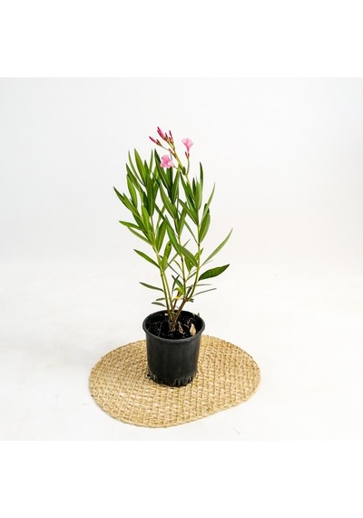 Pembe Çiçekli Zakkum Fidanı 20-40 Cm