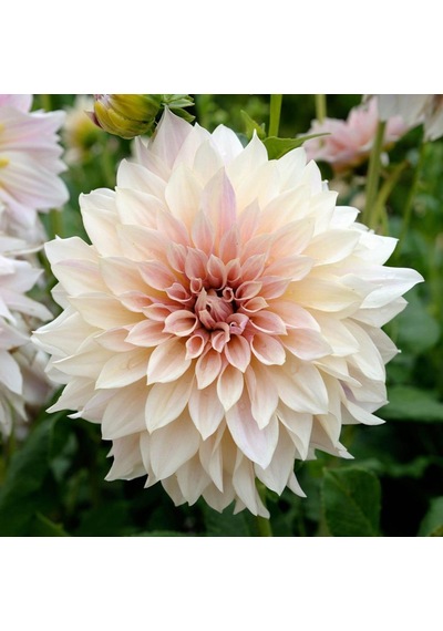 Cafe Au Lait Dahlia İri Çiçekli Yıldız Çiçeği Yumrusu (1 Adet)