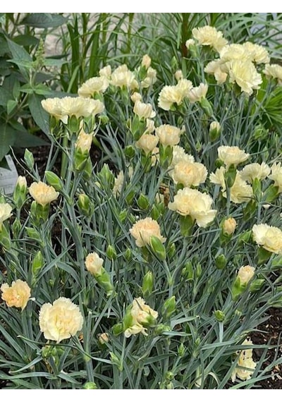 Videolu Kokulu Sarı Karanfil Çiçeği Fidanı 4 Adet Saksılı 30-50cm Salon Bitkisi Carnation Flower Diğer