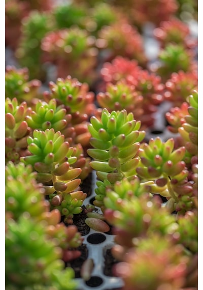 Sedum Rubrotinctum Jelibon Sukulent 180 Adet