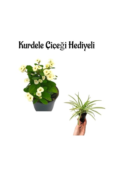 Anneler Gününe Özel Beyaz Renk Milii Dikenler Tacı Çiçeği Kurdele Çiçeği Hediyeli