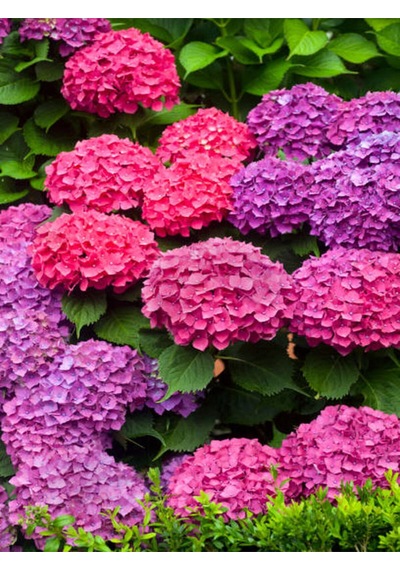 Videolu Fuşya Renkli 1 Adet Ortanca Fidanı 30-55 Cm Saksılı Hydrangea