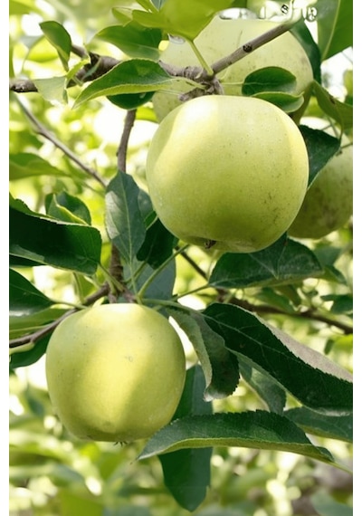 Tüplü Golden Sarı Elma Fidanı