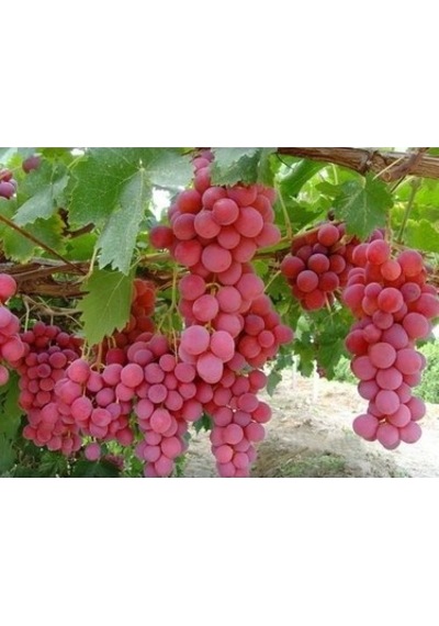 Pembe Kafkas Üzümü Tohumu Üzüm Tohumu 5 Tohum +