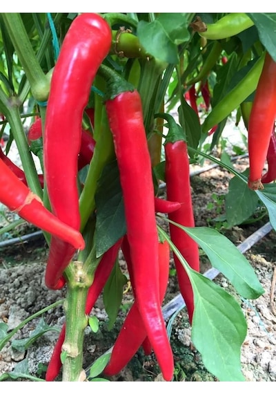 Şili Biber Tohumu Çok Acı Chili Biber Tohumu Yetiştirme Kiti