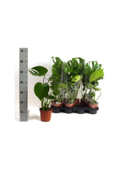 Deve Tabanı 40-60 Cm Iç Mekan Bitkileri