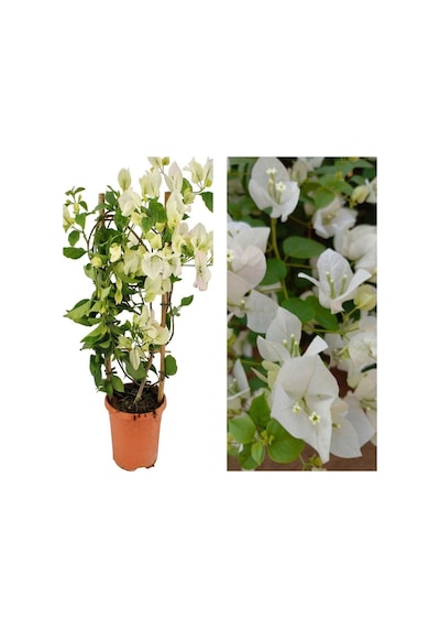 Videolu 1 Adet Beyaz Begonvil Çiçeği 30-55 Cm Tüplü Çiçekli Bodur Bitkiler Begonia
