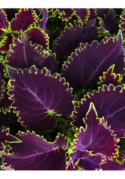Nadir Tür Mor Renk Yaprak Güzeli Çiçeği 1 Adet Kolyos Purple Coleus