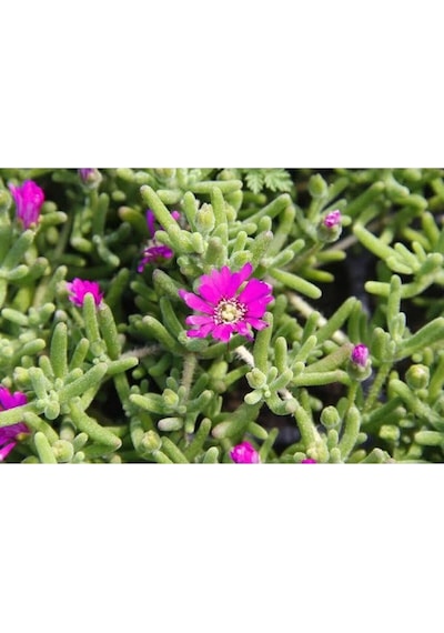 Acem Halısı Bitkisi 10 Adet Mor Çiçek Açan 10-20 Cm Tüplü Çiçekli Bodur Persian Shield