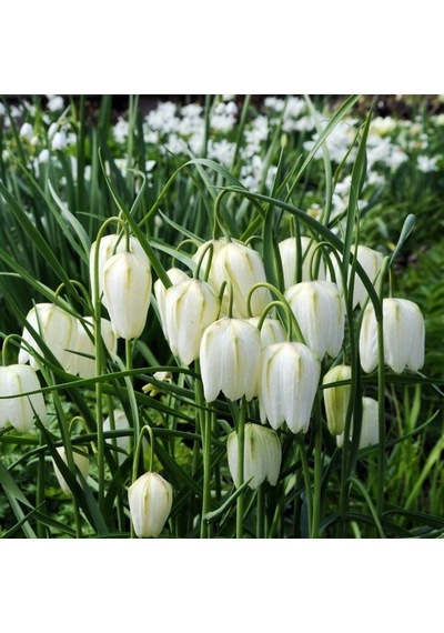 Fritillaria Alba White Ters Lale Soğanı 1 Adet