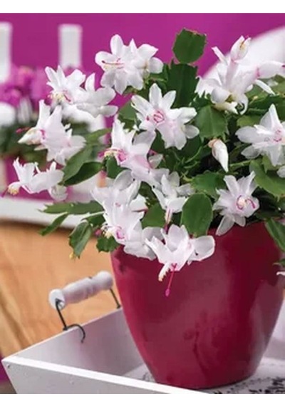 Beyaz Yılbaşı Çiçeği Fidanı 20-30 Cm Saksılı Çiçekli Bodur Bitkiler White Zygocactus
