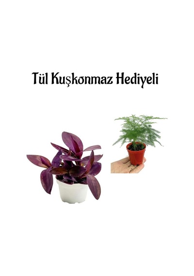 Anneler Gününe Özel Mor Telgraf Kara Sevda Çiçeği Tül Kuşkonmaz Hediyeli