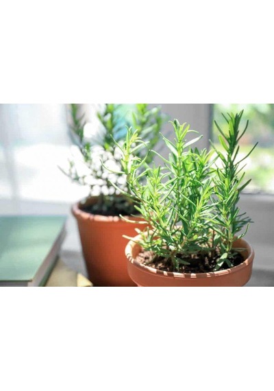 Biberiye Fide Fidanı 20-30 Cm 5 Adet Rosmarinus Officinalis