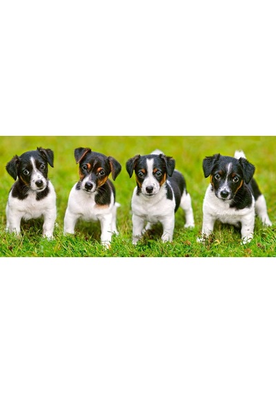 Castorland 600 Parça Puzzle - Jack Russell Terrier Köpek Yavrular