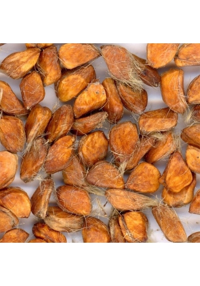 5 Adet Sarı Sarmaşık Gül Tohumu