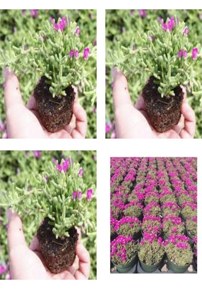 Videolu Acem Halısı Mezarlık Kabir Çiçeği 10-15 Cm Tüplü 25 Adet Dış Mekan Ağaçları Persian Shield