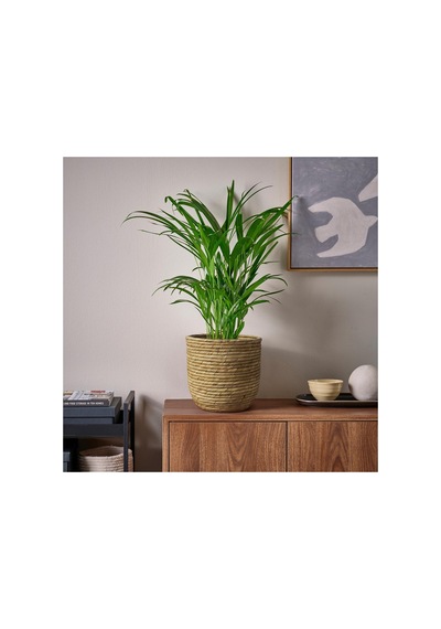 Ikea Sandödla Rattan Saksı 19 Cm Naturel