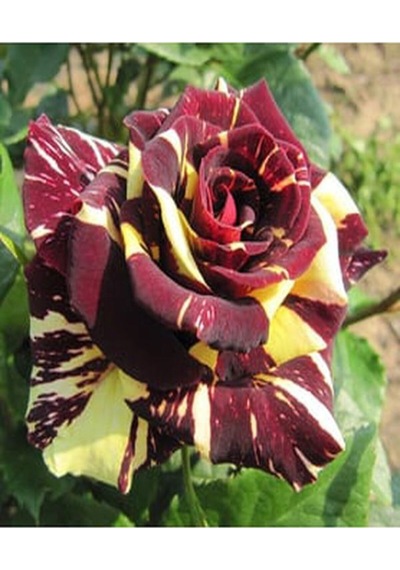 Videolu 1 Adet Sihirbaz Gülü Fidanı Saksılı 40-60 Cm Saksılı Çiçekli Bodur Wizard Rose Sapling