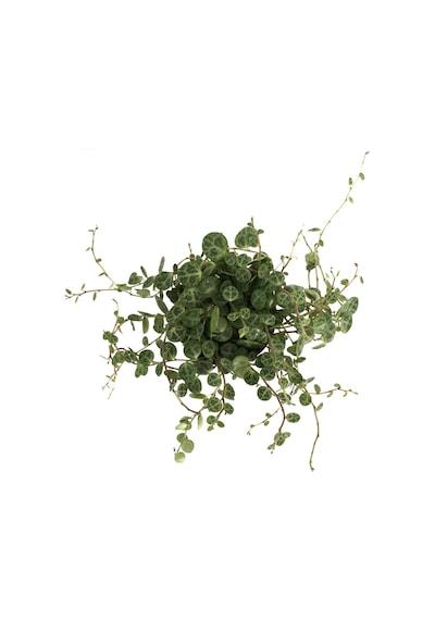 Peperomia Prostrata (Kaplumbağa Kabuğu Çiçeği) Ø8,5 CM Y10-15 CM