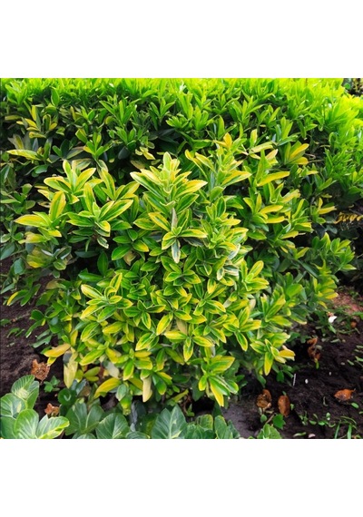Bonsai Euonymus Microphyllus Aurea 5 Adet