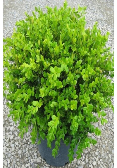 Saksılı Şimşir Fidesi Fidanı 5 Adet 20-30 Cm Buxus Sempervirens