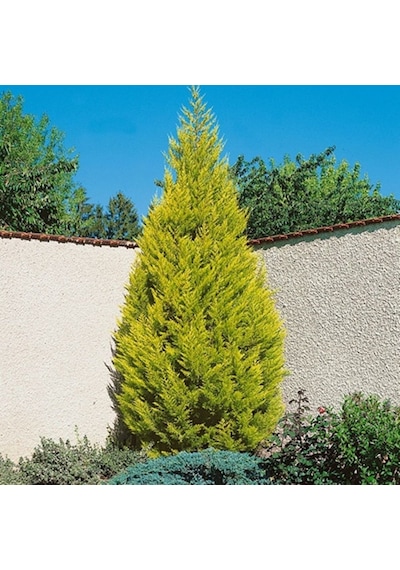 Saksıda Limoni Servi Boy 80-90 Cm