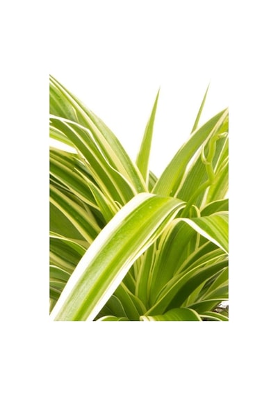 Sarkan Kurdele Çiçeği Chlorophytum Comosum 10-20 Cm