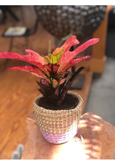 Hasır Saksıda Renkli Kraton - Codiaeum Variegatum Sunny Star N11.91