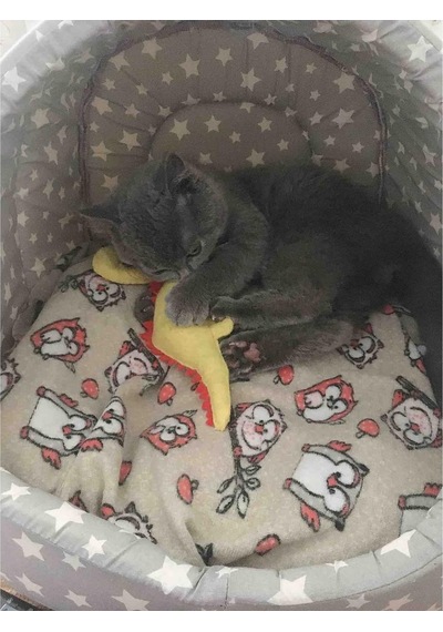 Dino Dino 24 Cm Catnip + Kedi Zili