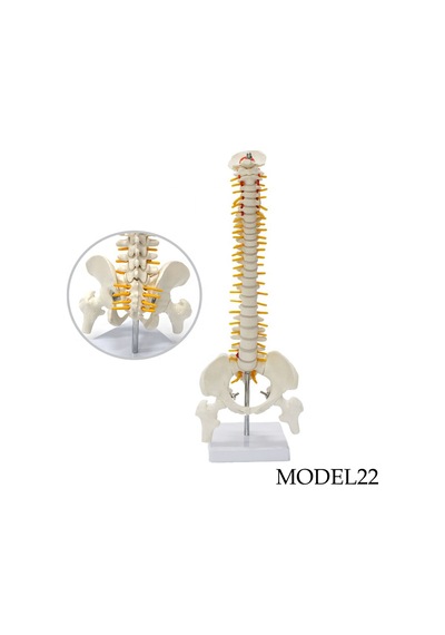 Tam Boy Femur Eklemli Omurga Iskeleti 45 Cm Omurilik ve Sinir Mo