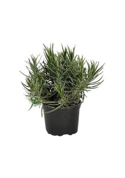 Intermedia Lavanta Fidanı 2 Adet 30-40 Cm