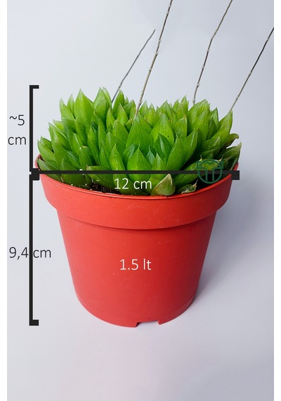 Haworthia Cymbiformis Şeffaf Yapraklı Büyük Boy Sukulent 1 Adet