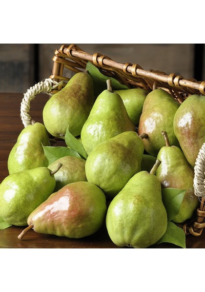 Tüplü Aşılı Geçci Aromalı Kieffer Margarit Marillat Armut Fidanı
