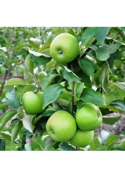 Elma Fidanı - Granny Smith - Tüplü Tam Bodur