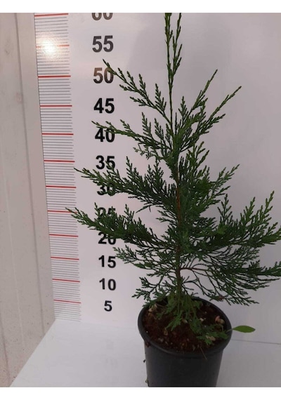 Videolu Çit Bitkisi Leylandi 30-40 Cm 10 Adet Tüplü Dış Mekan Bitkisi Cupressocyparis Leylandii