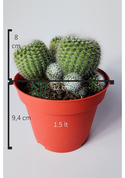 Notocactus Scopa Albispinus 3 Lü Kaktüs 12 Cm Saksıda