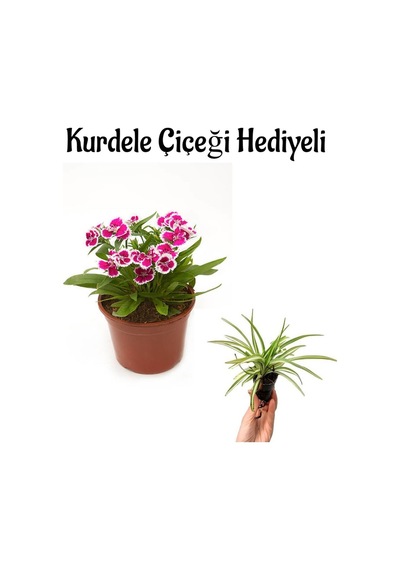 Pembe Çin Karanfili Çiçeği Sevgililer Gününe Özel Kurdele Çiçeği