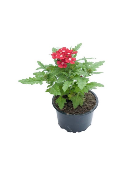 Küstüm Çiçeği 1 Adet 8/10cm +ebruli Karanfil Çiçeği 10-15cm+kırmızı Mine Çiçeği 10-15cm