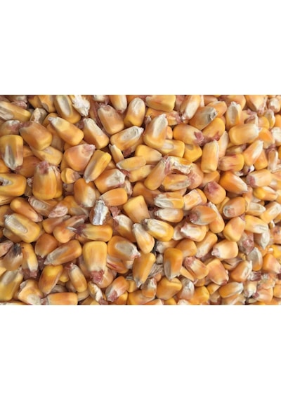 Tane Mısır 5 Kg Tüm Mısır Yemlik Mısır Hayvan Yemi