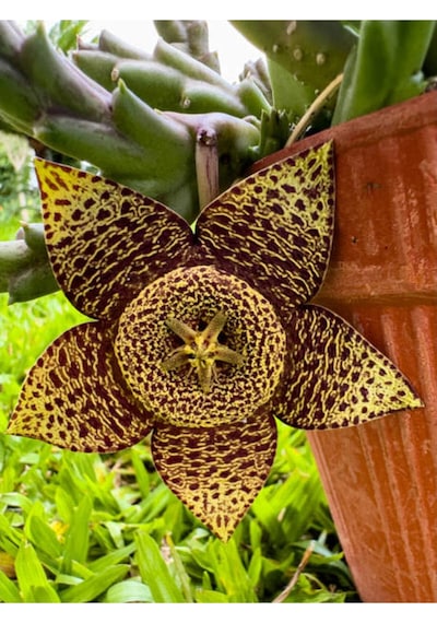 Leş Kaktüs Çiçeği Fidanı 10-20 Cm Saksılı Çiçekli Bodur Bitkiler Stapelia Variegata
