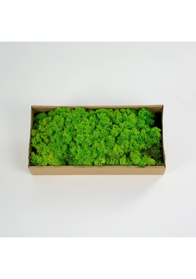 Reindeer Moss Spring Şoklanmış Norveç Yosunu 30gr