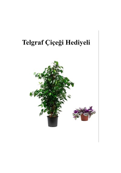 Hediyelik Yeşil Renk Benjamin Bitkisi Sevgililer Gününe Özel Telgraf Hediyeli