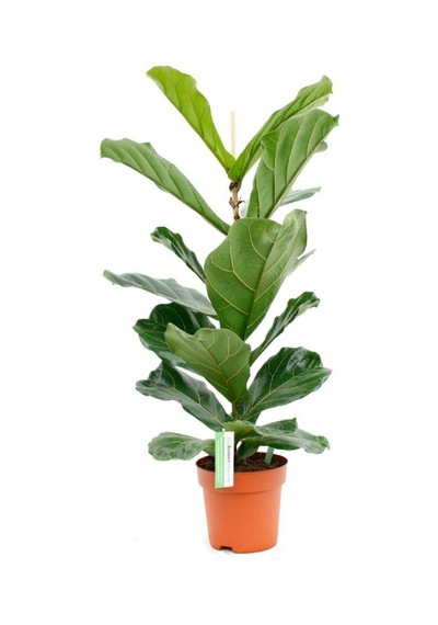 Ficus Lyrata Keman Yapraklı Kauçuk Bitkisi 50 - 60 Cm
