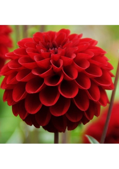 10 Adet Kırmızı Renk Dahlia Yıldız Çiçeği Tohumu + 10 Adet Hediye Karışık Renk Gül Tohumu