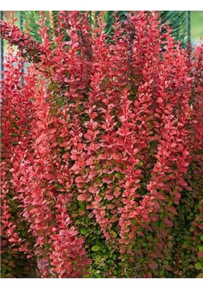 1 Adet Roket Berberis Fidanı Saksılı