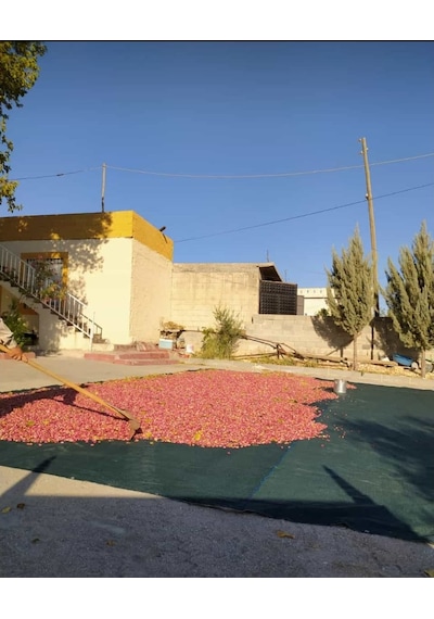 Zeytin Toplama Filesi - 4X8 M Yeşil