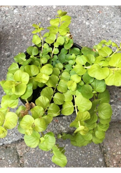 Çiçek Açan Sarı Kız Altın Kolye Çiçeği 1 Adet 30-40cm Lysimachia Nummularia