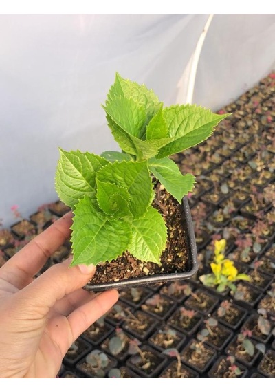 2 Adet Saksıda Mavi Ortanca Fidanı 10-20 Cm