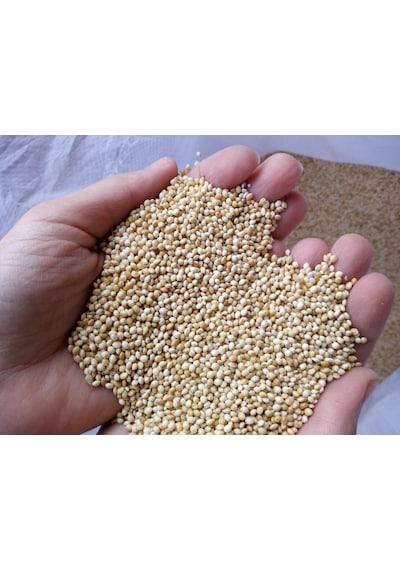 Ak Darı Muhabbet Kuşu Yemi Kuş Yemi 5 KG