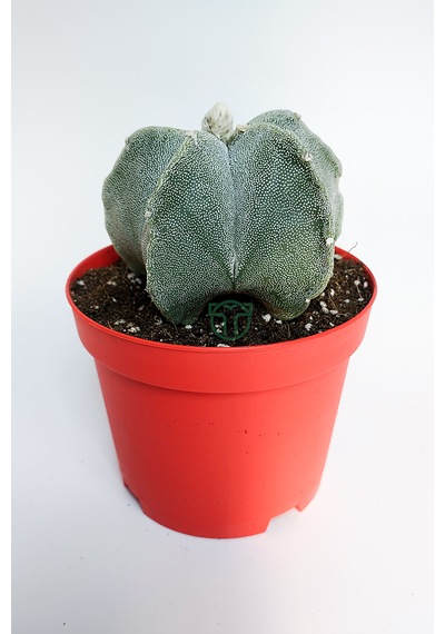Yıldız Kaktüs Astrophytum Myriostigma 5 Dilim Beyaz Özel Tür